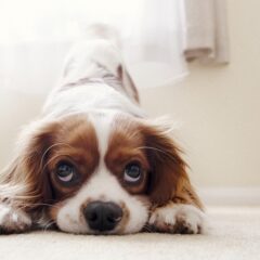 犬が留守番中に退屈してしまう原因とその対処法