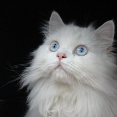 チンチラ（ペルシャ猫）の歴史と飼い方を解説