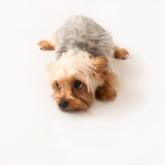 犬もやきもちをやく？多頭飼いでの注意点や犬が嫉妬した際の対処法