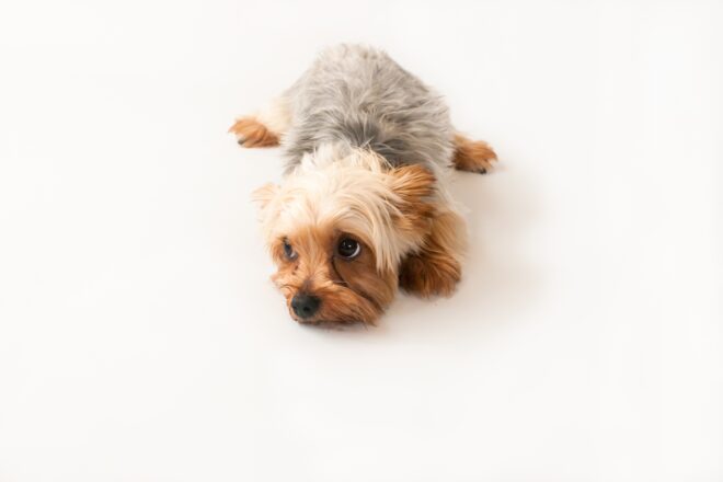 上目づかいでやきもちをやいている雰囲気の犬