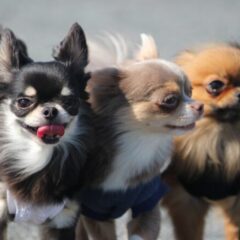 多頭飼いしている犬の上下関係はどう決まる？飼い主の対処方法も解説
