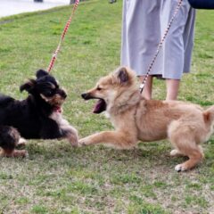 犬の喧嘩とじゃれあいの見分け方とは？多頭飼いで喧嘩を避ける方法も解説