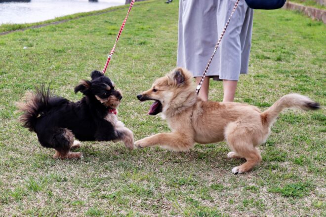 じゃれあいをする2匹の犬