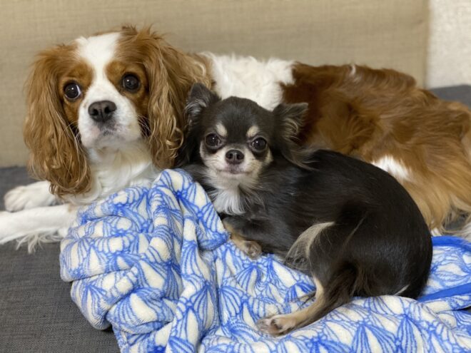 キャバリアとチワワ