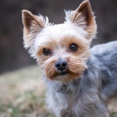 犬がトリミング中に暴れる原因と、その対処法について解説