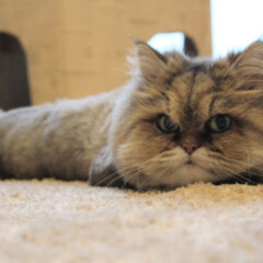 ペルシャ猫のトリミング｜メリットとデメリットを解説