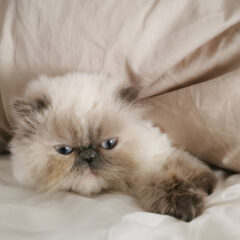 ペルシャ猫とエキゾチックロングヘアーの違いとは？