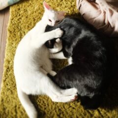 猫の多頭飼いで餌の横取りを防ぐ方法とは？多頭飼い猫への餌のあげ方を解説