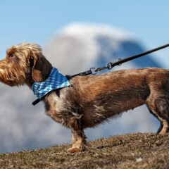 犬が散歩中に歩かない原因とは？