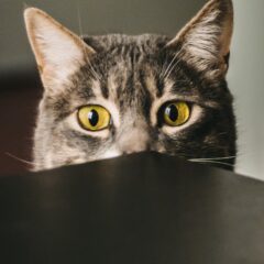 留守番猫が拗ねた時の原因・行動・対処方法についてご紹介