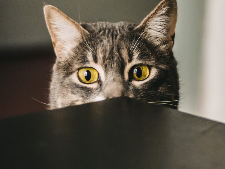 拗ねた顔をする猫