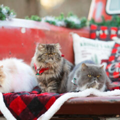 ペルシャ猫の毛色で分けられる種類と特徴