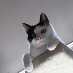 キャットタワーの置き場所はここがおすすめ！猫が喜ぶ設置場所をご紹介