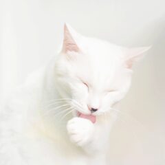猫が毛づくろいするのはどんな時？意味やタイミングについて解説します