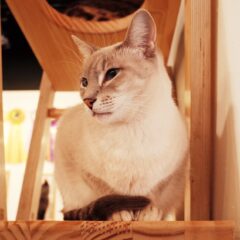 猫がキャットタワーで遊ばない時の対処法をご紹介