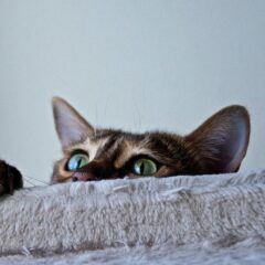 暴れる猫の爪切りはどうしたらいいの？簡単に成功するコツをご紹介
