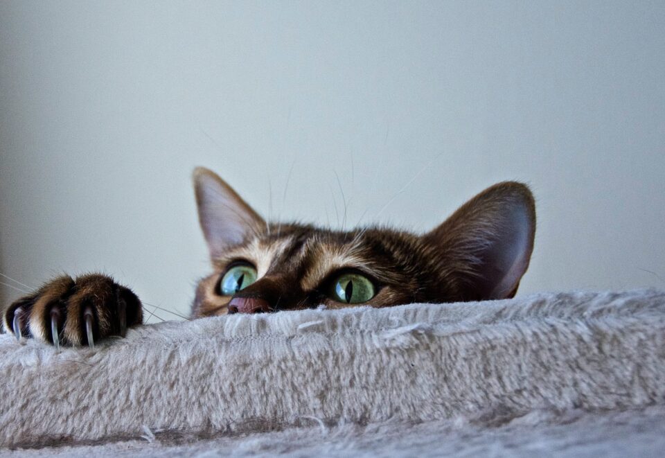 なかなか爪を切らせてくれない猫