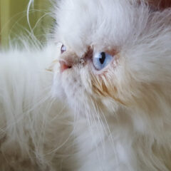 ペルシャ猫の特徴と性格とは？