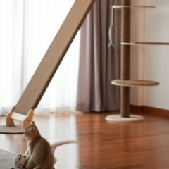 キャットタワーはいつから遊ばせるべき？子猫への安全対策もご紹介