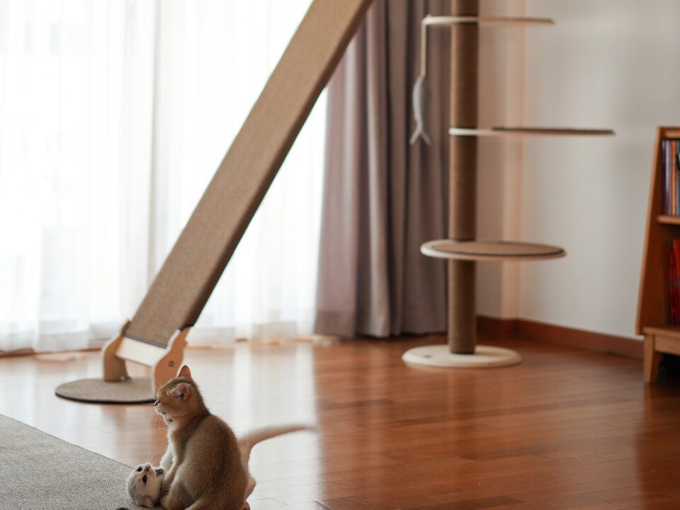 キャットタワーの前で遊ぶ子猫